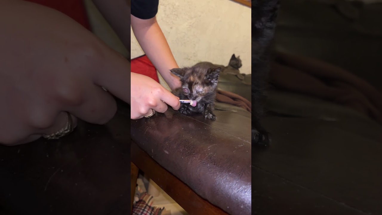 These 5 Newborn Kittens video