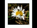 Amélie les crayons Arrose les fleurs.wmv 