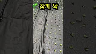 🌱참깨 싹이 쑥쑥(6/<b class="sch_word">2</b>3) #참깨 #도시농부tv #도시텃밭 #텃밭작물 #주말농장