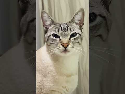 Zigfrida julgando 🐱🤭#gatos #catlover #gatosengraçados