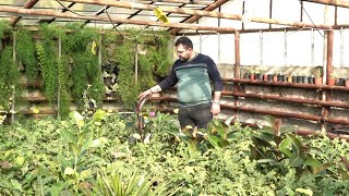 Գյուղակերտի սև ֆիկուսն ու մանդարինները