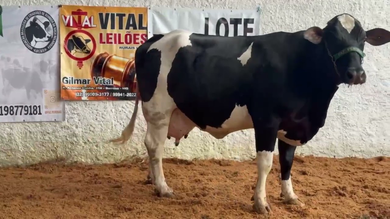 LOTE 35