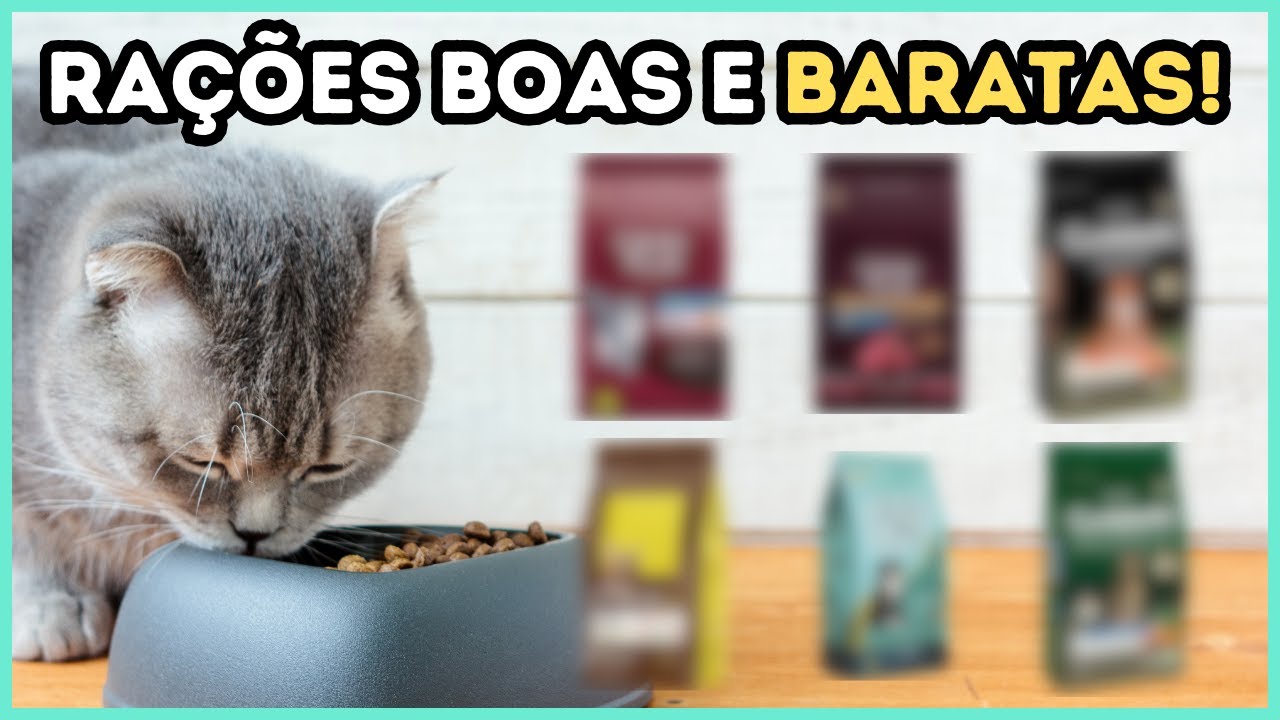 Rações BOAS E BARATAS Para Gatos (2024)