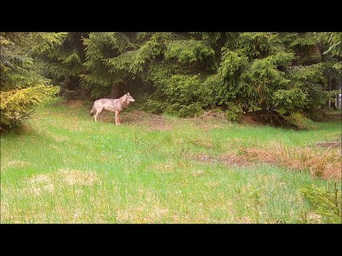 Wolfsrüde zwischen Großrückerswalde und Olbernhau im oberen Erzgebirgskreis, Mai 2022