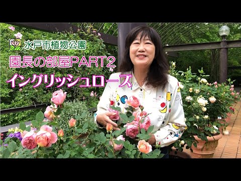 イングリッシュローズ 'モーティマー サックラー' 植物