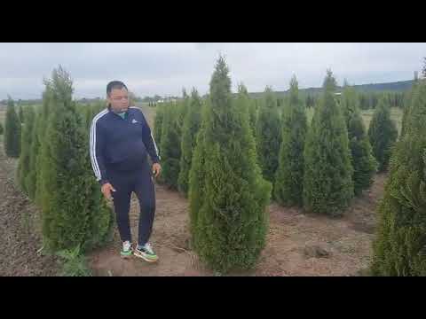 Pepiniera tuia smaragd, livrare tuia gradini, site realizat cu platforma https://www.BRYO.com