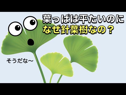 不適切な配置 なぜ私のディプラデニアは枯れた葉を失うのか 斑点 病気の解決策 水やりの多すぎ 冬