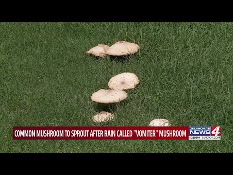 What are those white mushrooms in your yard after the rain?