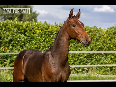 SOLD: Colt 2020 - Fürst Dior x Valdez x Pion