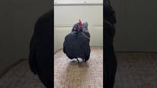 Division 2 Ayam Female #4
