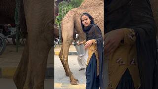 Pakistan | Buying Camel Milk on the street in Islamabad F10 Markaz