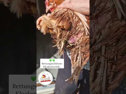 Rettungsschleuse: Kloakenvorfall