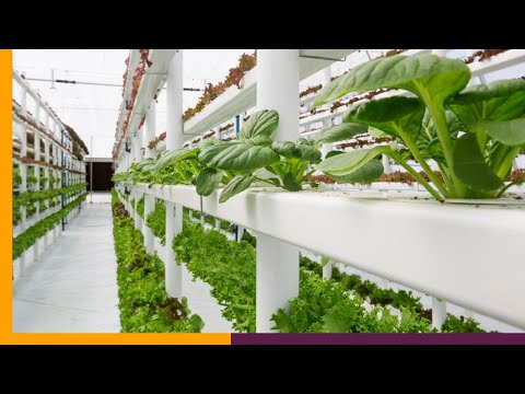 Top 7 Most Profitable Vertical Farming Crops in 2025 | Best Indoor Farming Ideas