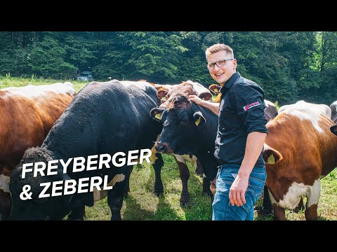 Freyberger & Zeberl: Zartes Pinzgauer Rind von Landwirt & Fleischsommelier