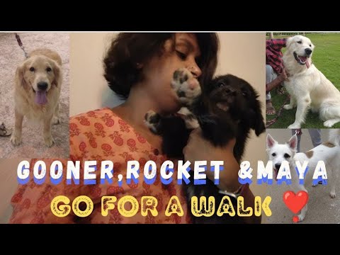 Gooner , Rocket & Maya go for a walk | Vlog | Rapid Rashmi |