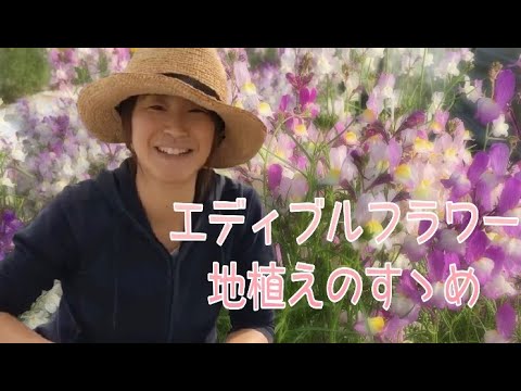 庭に植える食用の花は何ですか?トップ10はこちらです！  庭園