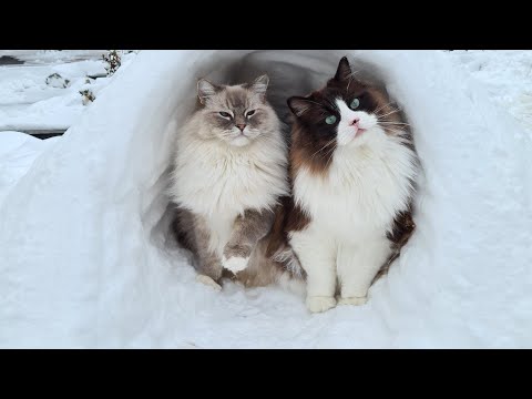Cats Playing In The Snow (Cute Paw Prints)