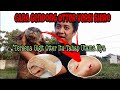 CARA GENDONG OTTER VERSI SHIRO Ottergembel Ottershiro