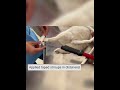 Thomas Splint Application For Tibial Fracture In Dog Tibial Bone Fracture In Dog Youtubevideo