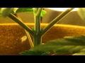 Growing marijuana- week 3 of veg indoor CFL ...