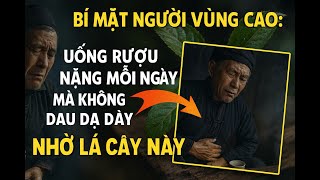 BÍ MẬT NGƯỜI VÙNG CAO: Uống Rượu Nặng Mỗi Ngày Mà Không Đau Dạ Dày Nhờ Lá Cây Này