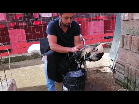 Resting Roosters bathing the roosters for the game on Saturday, December 3rd