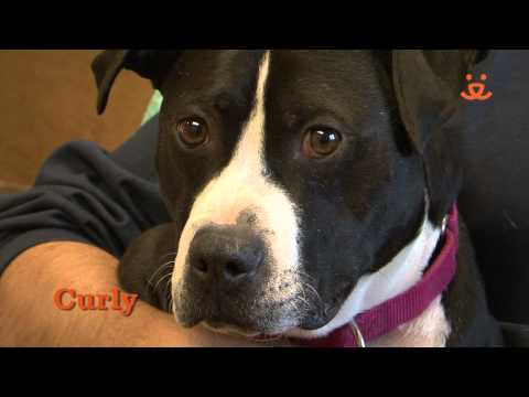 Michael Vick dogs get second chance at life