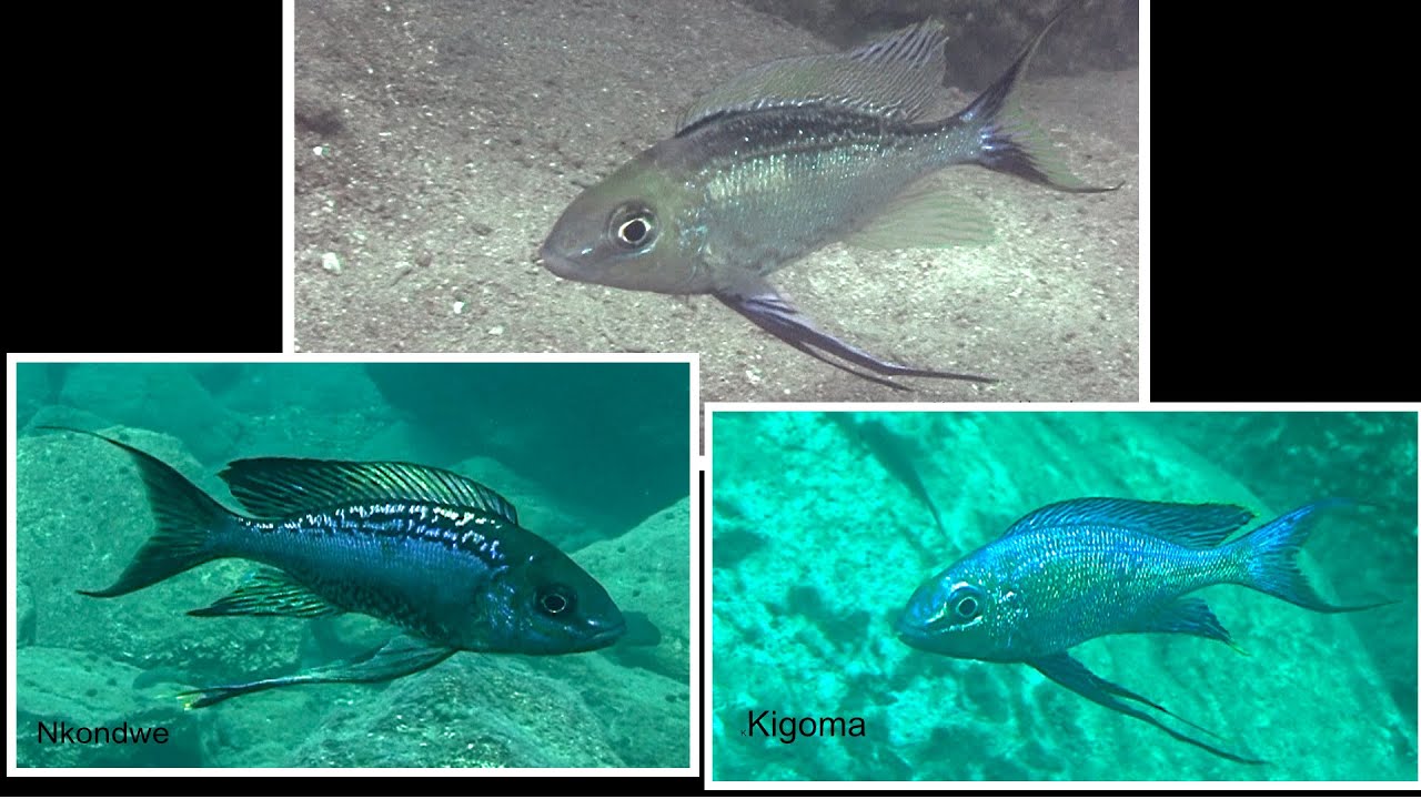 Cyathopharinx foae a Nkondwe Island