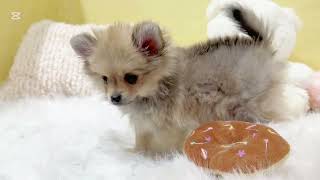 ハーフ犬の動画01