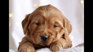 Video preview image #1 Golden Retriever Puppy For Sale in KINZERS, PA, USA