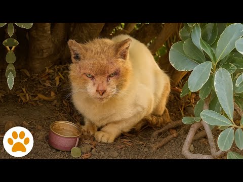 Scared Kitten Hiding In A Bush Learns What Love Feels Like