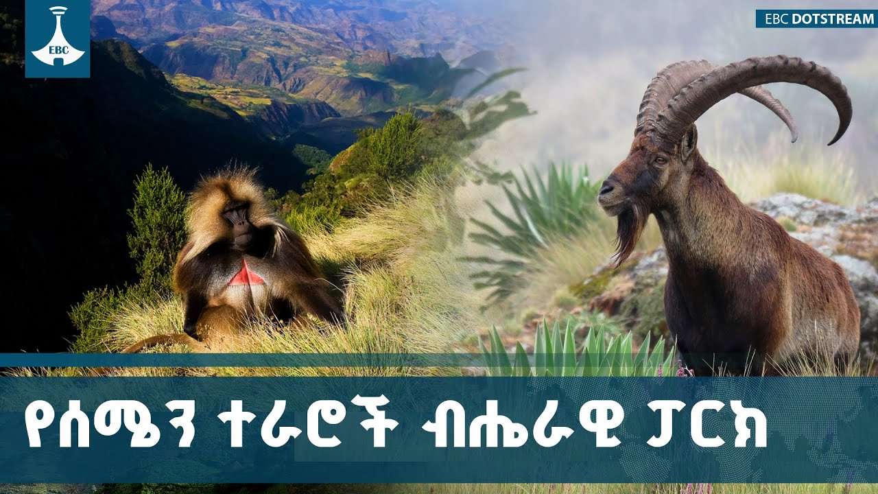 የሰሜን ተራሮች ብሔራዊ ፓርክን በዘላቂነት የመጠበቅ ሥራዎች ETV | EBC | EBCDOTSTREAM