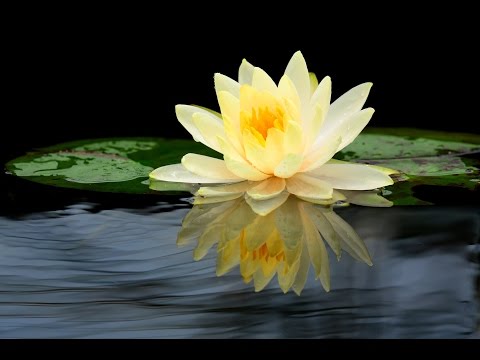 Meditation, Zen Music, Relaxation Music, Chakra, Relaxing Music for Stress Relief, Relax, ☯2334