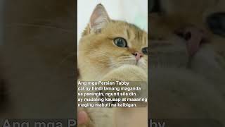 Garfield is a Persian Tabby Cat Breed #shorts #animals #pets #cat
