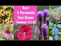 Best 6 Perennials That Bloom Summer Into Fall Colorful Blooms For Every Garden