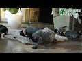 German Shorthaired Pointer dogs for sale: Doc - Video 1