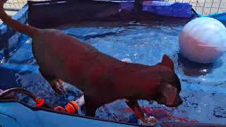 Video preview image #1 Mutt Puppy For Sale in Sebec, ME, USA