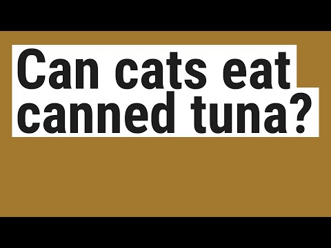 Can cats eat canned tuna?