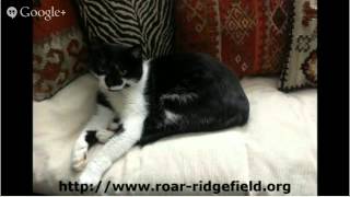 preview picture of video 'ct animal rescue Ridgefield Operation for Animal Rescue ct animal rescue'