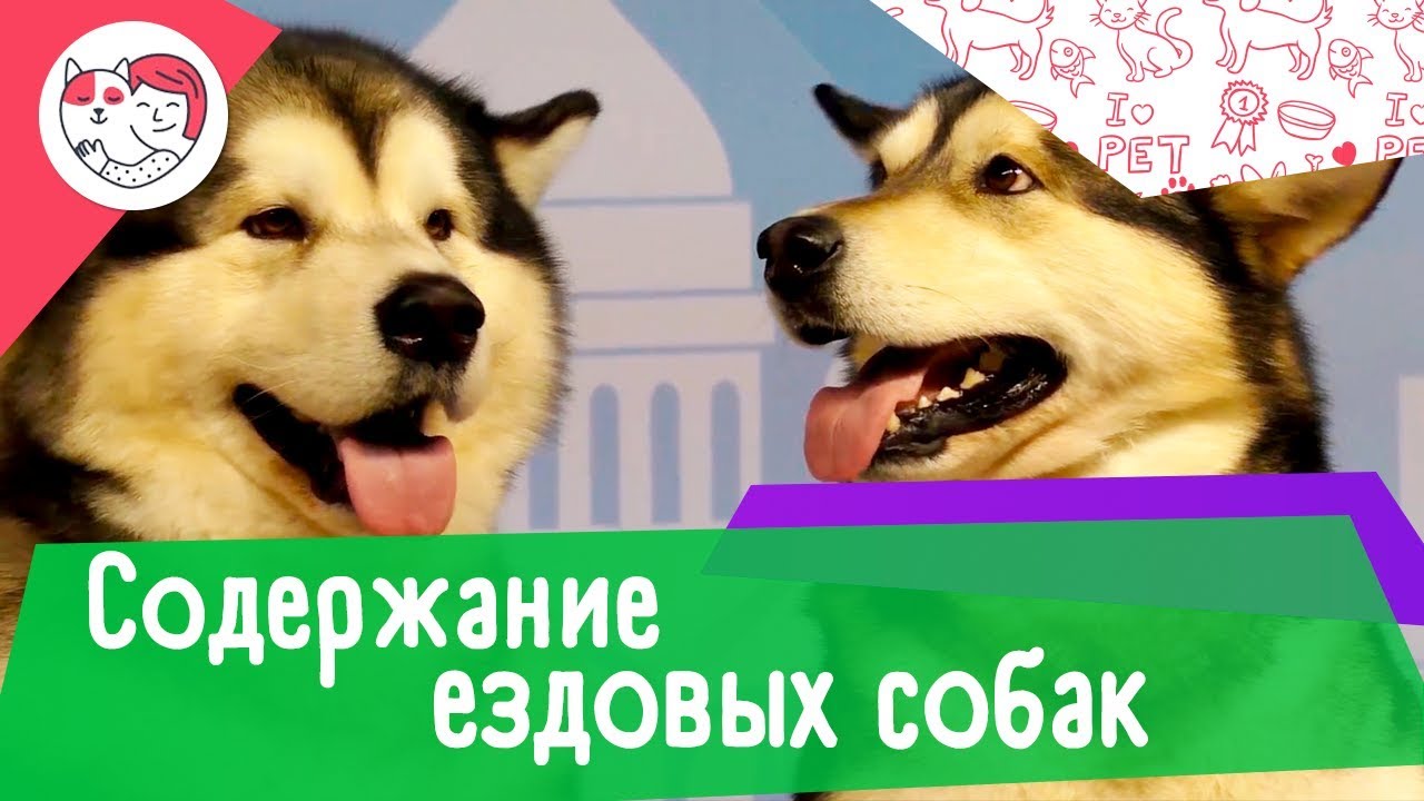 5 особенностей содержания северных ездовых собак