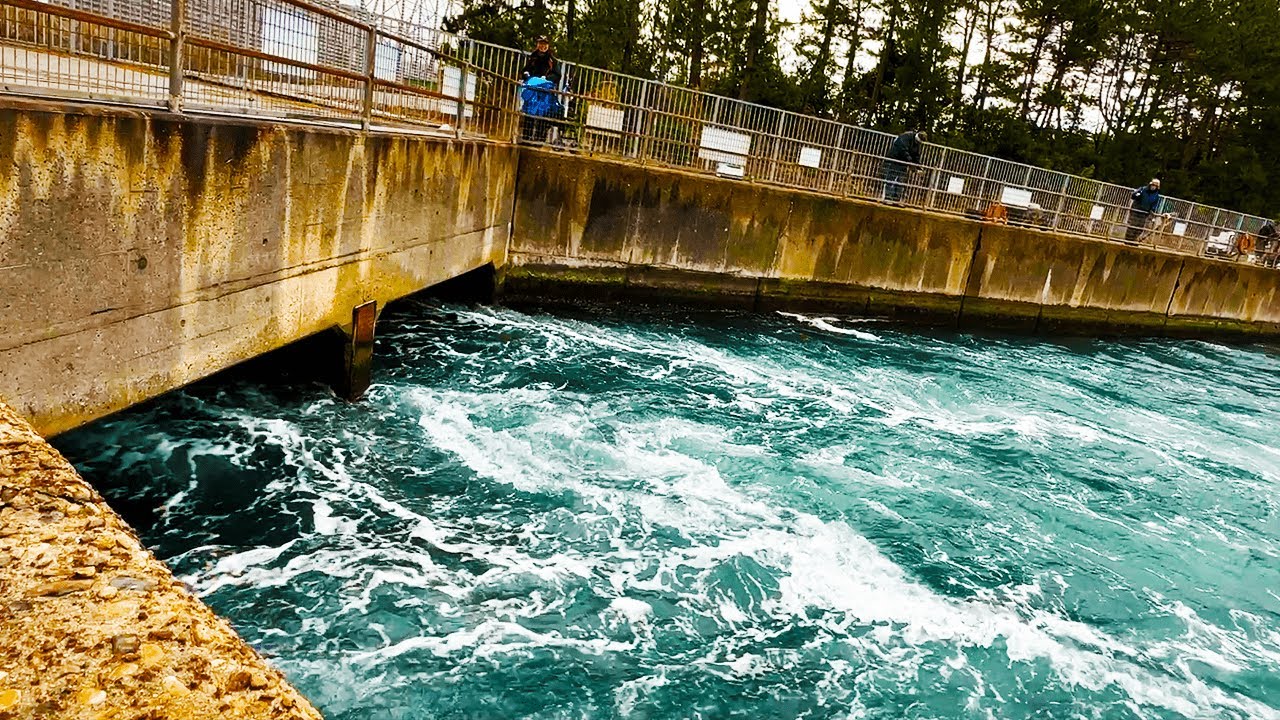 冬になると火力発電の温排水に大物が集まってくる