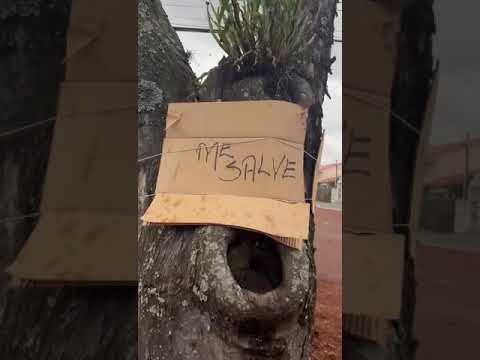 Famílias de Cascavel pedem socorro para salvar árvores