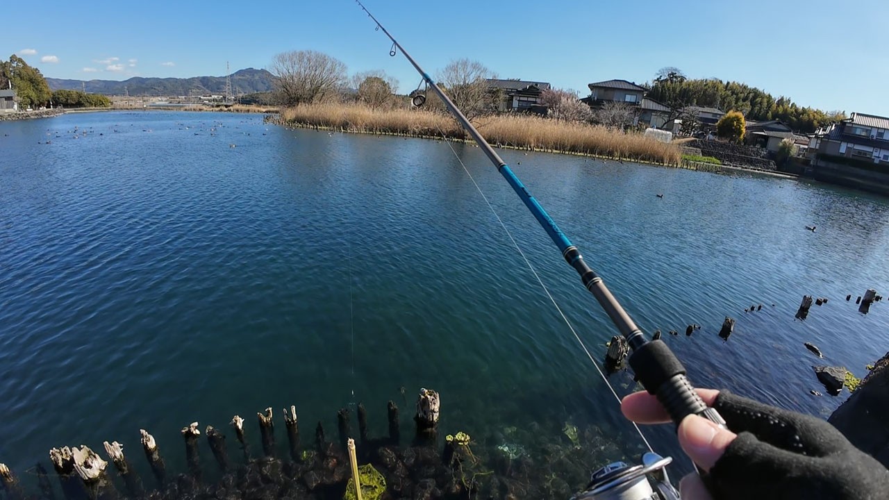 冬でも魚影あふれる池、魚釣り！