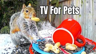 TV For Pets To Watch | Squirrels Squirrels Squirrels!! | Dogs and Cats Spectacle