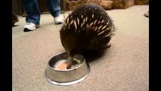 preview picture of video 'Thomas the Echidna's feeding time'