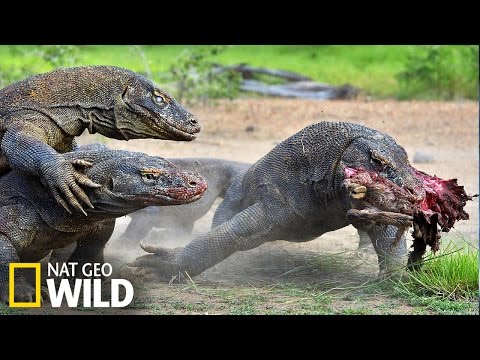 Un dragon de Komodo attaque un buffle !