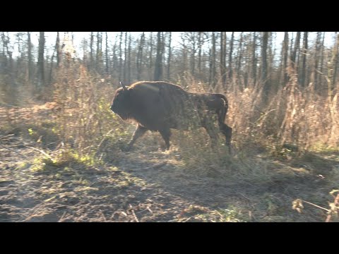 Турыстаў запрашаюць наведаць зону адчужэння видео