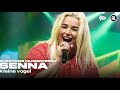Senna - Kleine vogel • Muziekfeest van het Jaar 2025