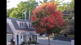 The Cadillacs Window Lady