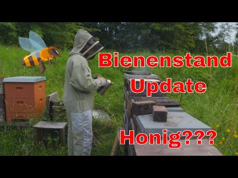 , title : 'Bienenstand Update - Gibt es Honig? (kurze Durchsicht der Honigräume, anstehende Arbeiten, Kritik)'